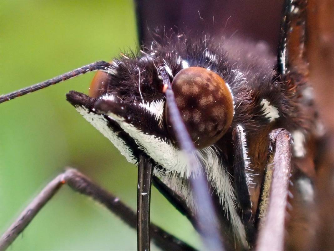 Konya’nın ünlü bahçesindeki detaylar tüyler ürpertti: İyi ki küçükler 10